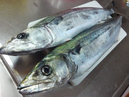 サゴシ爆釣!! in 親海公園