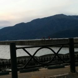 ウマヅラハギ25cm