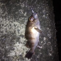 今年最後の釣り納め