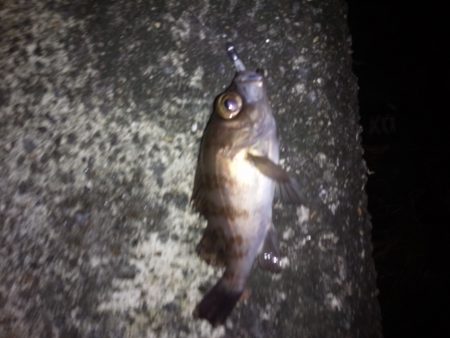 今年最後の釣り納め