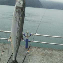 激渋サゴシなんとか1匹！