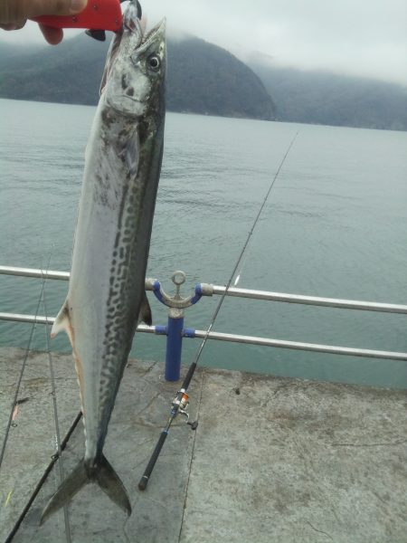 激渋サゴシなんとか1匹！