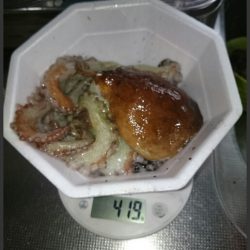 オクトパッシング