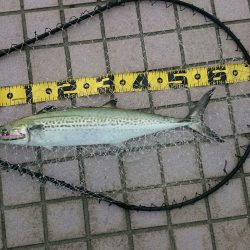 新品のロッドで