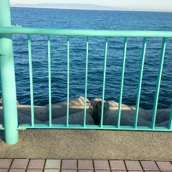 良型サゴシ67㎝ゲット！