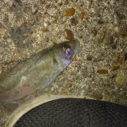 短時間アジング