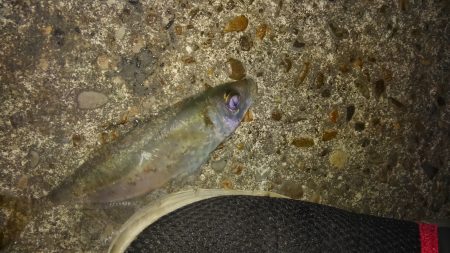 短時間アジング