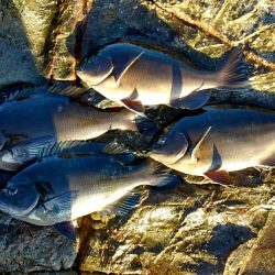 勝浦オジャ浦に釣行