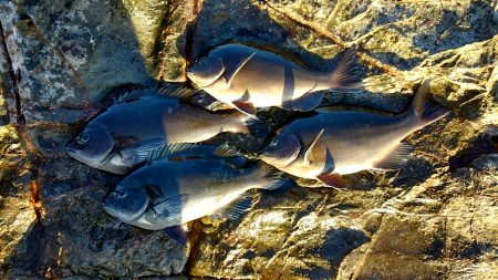 勝浦オジャ浦に釣行