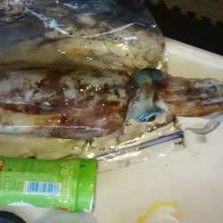 釣り納めエギング