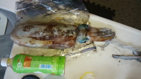 釣り納めエギング