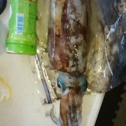 釣り納めエギング