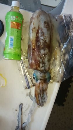 釣り納めエギング