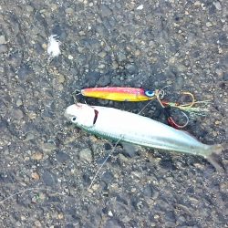 イワシはいるけど…