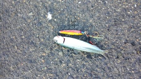 イワシはいるけど…