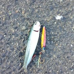 イワシはいるけど…