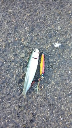 イワシはいるけど…