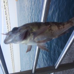 釣り納めはイワシ