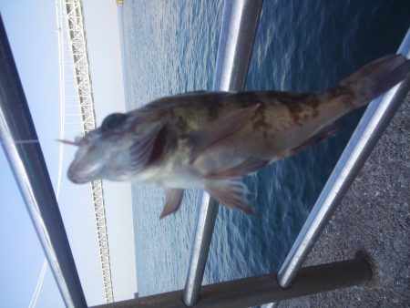 釣り納めはイワシ