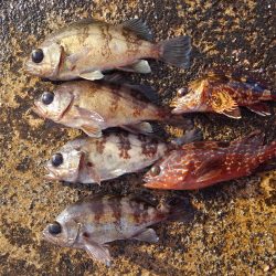 ミップル周辺で釣りをする。