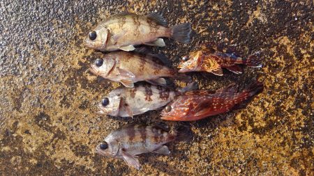 ミップル周辺で釣りをする。