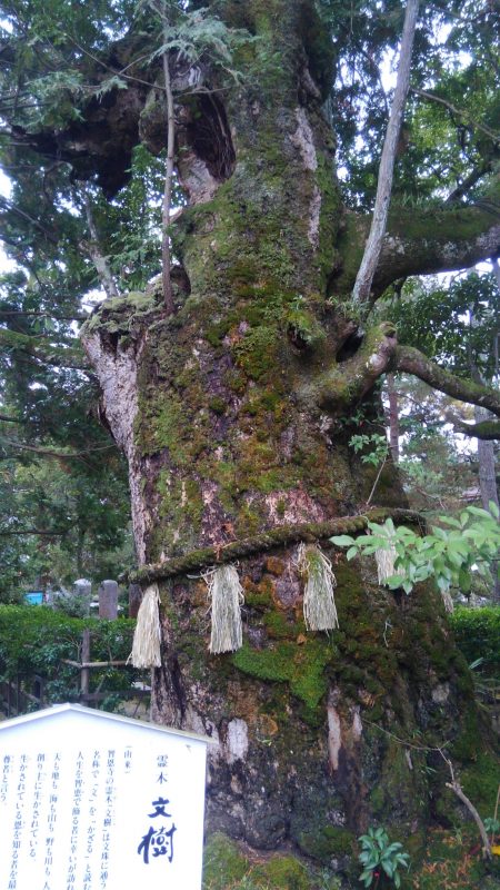 ミップル周辺で釣りをする