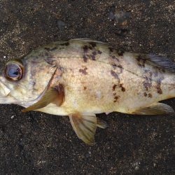 幼魚と戯れる(笑)。