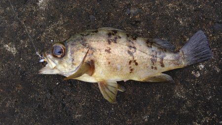 幼魚と戯れる(笑)。