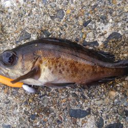 ミップル周辺で釣りをする