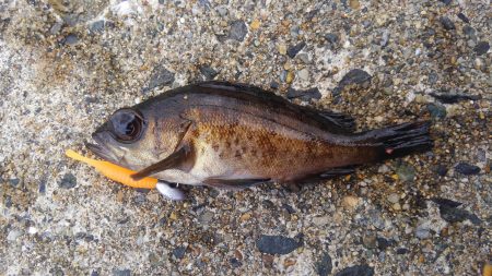 ミップル周辺で釣りをする
