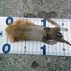 久しぶりのエギング！