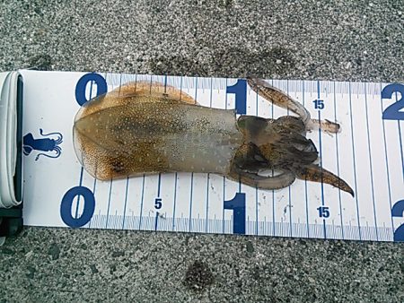 久しぶりのエギング！