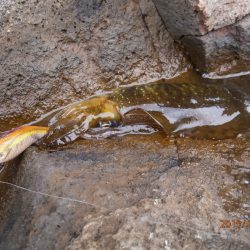 まだ釣れるかも♪