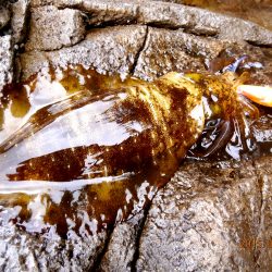 最後にドラマが・・・?