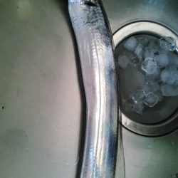 太刀魚つり納め?砂上げ場