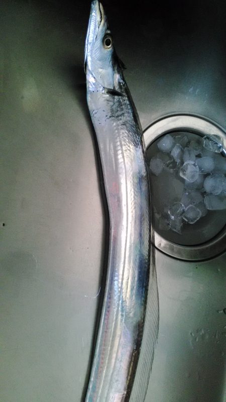 太刀魚つり納め?砂上げ場