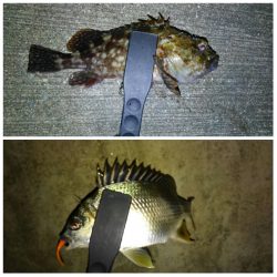 大漁でした〜！