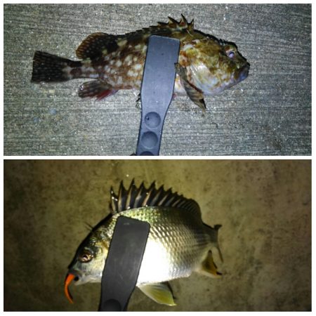 大漁でした〜！