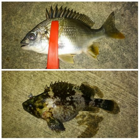 根魚好調ですね！