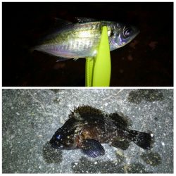 5目達成しました〜！！