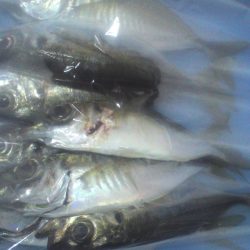 初めてのエステルライン使用。