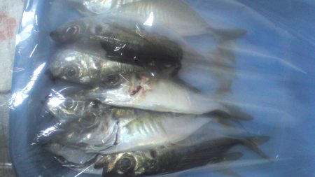 初めてのエステルライン使用。