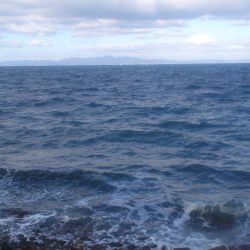 メバル接岸調査