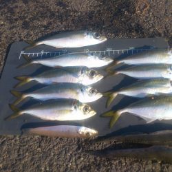 今年最後の兵突釣行