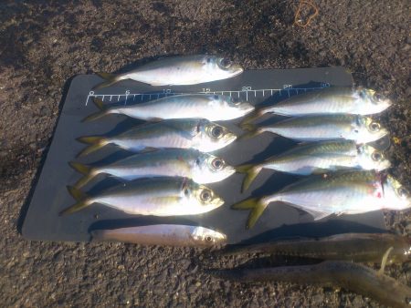 今年最後の兵突釣行