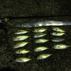 アジング時々サーベリング