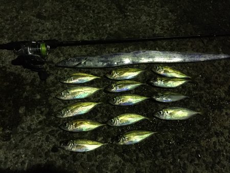 アジング時々サーベリング