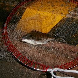 チヌコスリ釣り