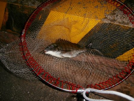 チヌコスリ釣り