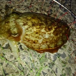 ウグイでメジロ71cm、コウイカ